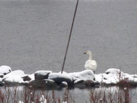 Одинокий лебедь около моста в Артыбаше