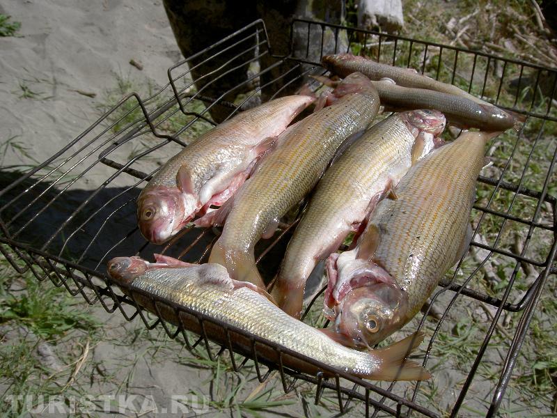 Пикник на реке Катунь