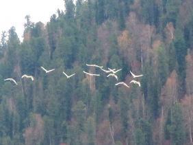 Отдых на Алтае : Базы на Телецком озере : Отель «Приют горнолыжника» : Перелет лебедей на праздник Покрова
