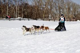 Зимний отдых на Алтае : Гонки на собачьих упряжках : По седому Алтаю-2020 : Ольга Разенкова, 25 км