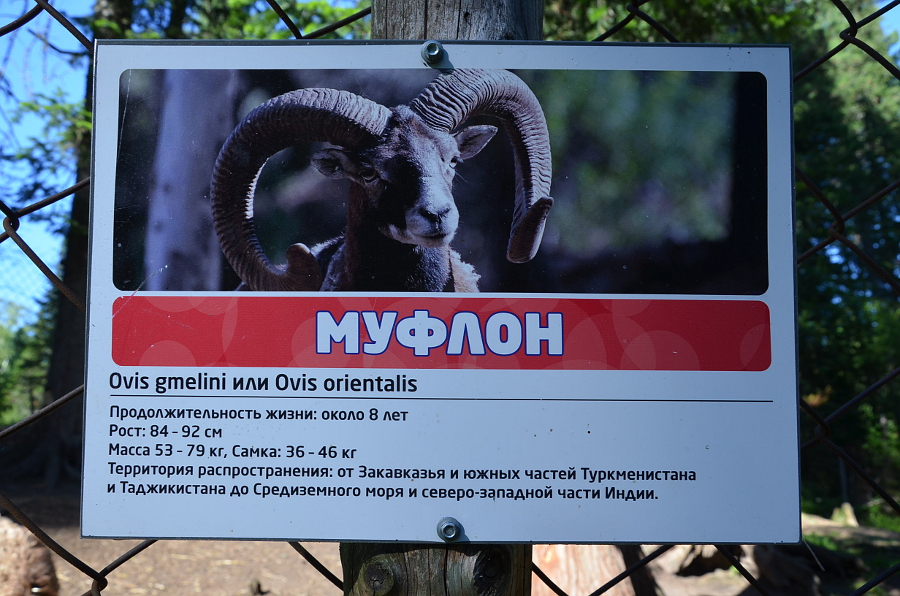 Муфлон