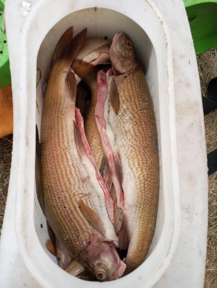 Рыболовный тур на Алтай и в Монголию с водителем