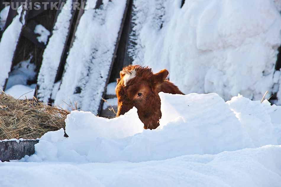 Снежная зима в Турочаке