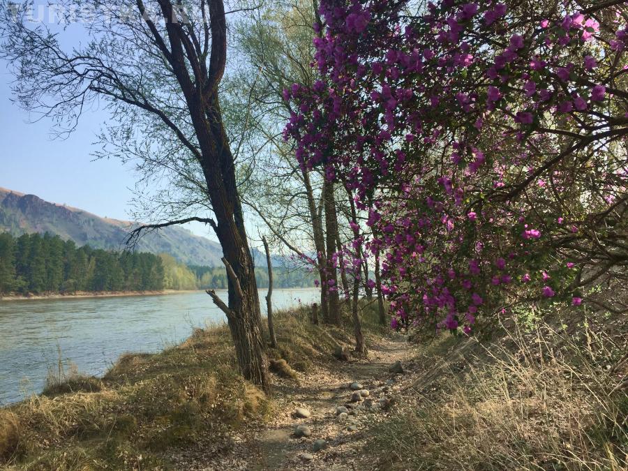 Берег Катуни в селе Черемшанка