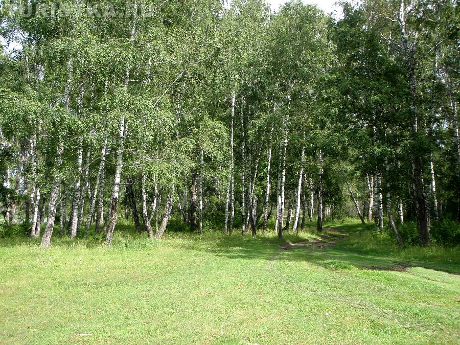 Дорога в березовой роще к слиянию Коксы и Катуни