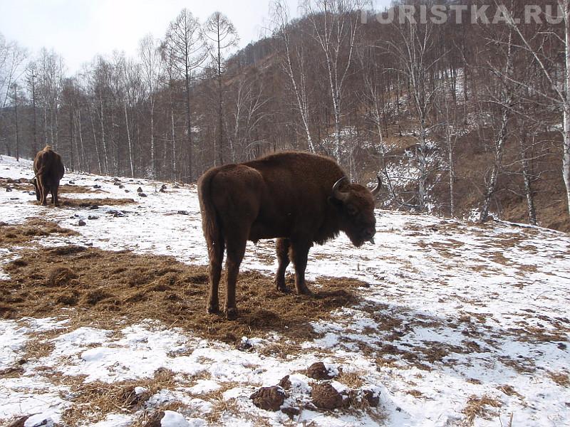 Самец зубра