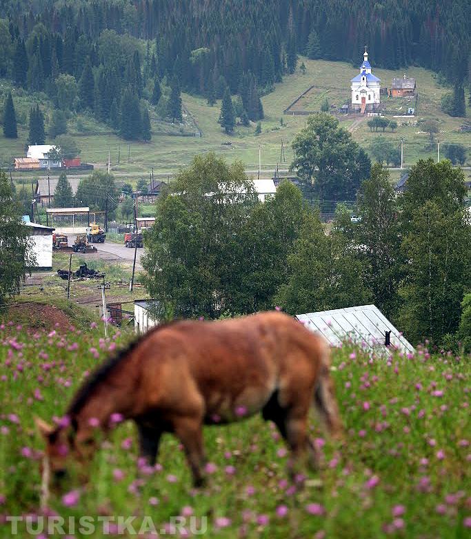 Село Чоя