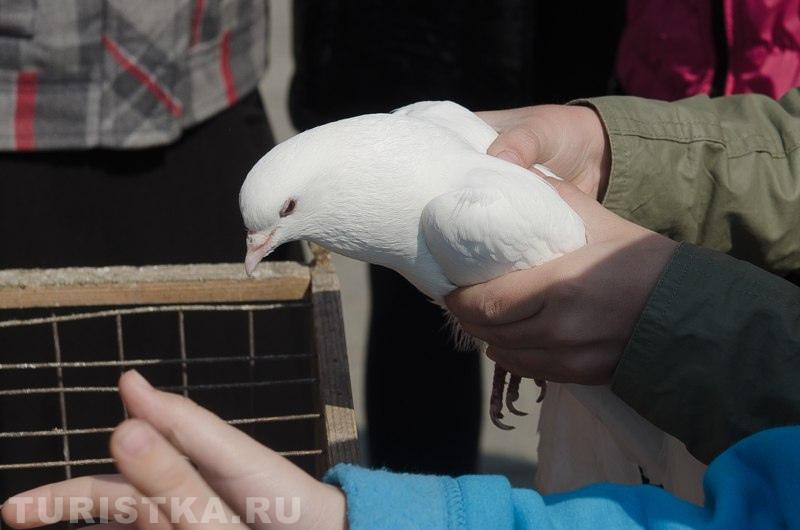 Голуби