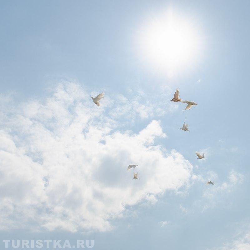 Голуби