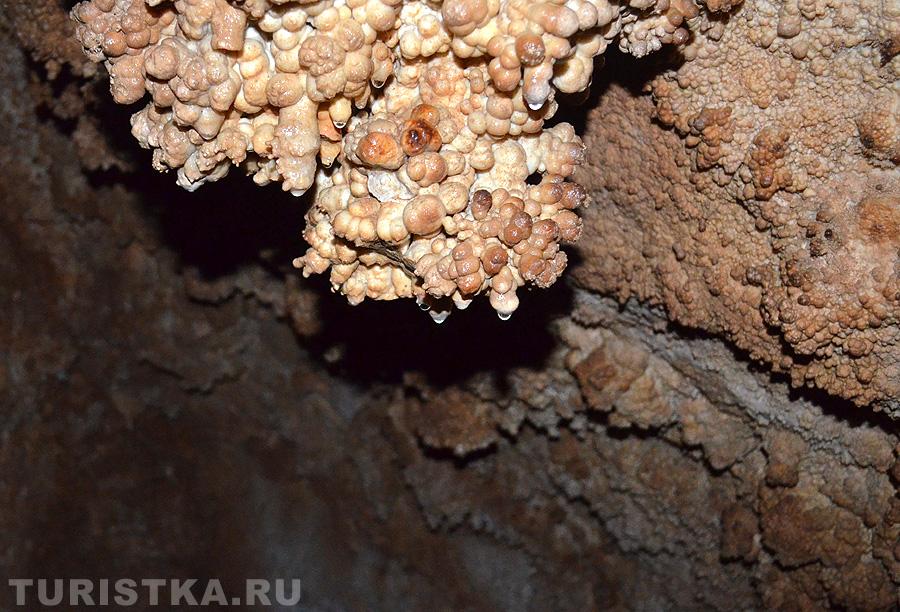 Кораллиты