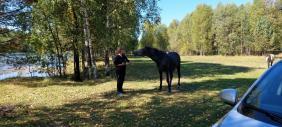 Алтай : Фотоконкурс : Смехотурики 2025 : Кто сказал, что лошади не умеют разговаривать, просто надо найти общие темы... р. Бия, по дороге на Телецкое