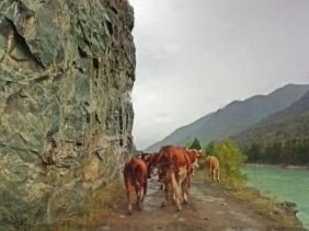 Алтай : Фотоконкурс : Смехотурики 2025 : Когда GPS говорит Поверните налево, а коровы уже заблокировали путь. Мы просто следуем за их мудростью! по дороге к водопаду Бельтиртуюк