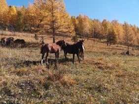 Осень на Алтае Осень на Алтае