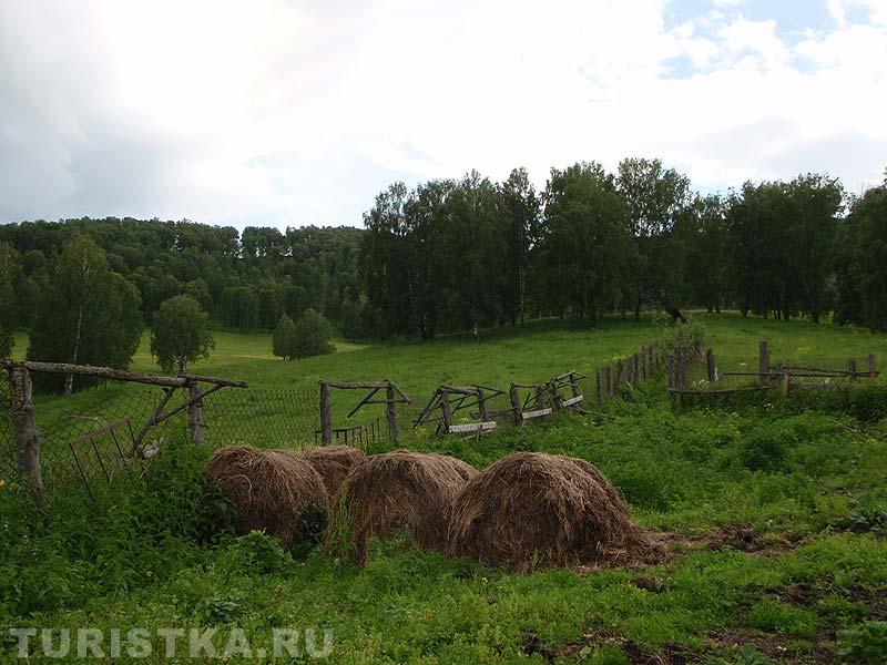 Сено на зиму