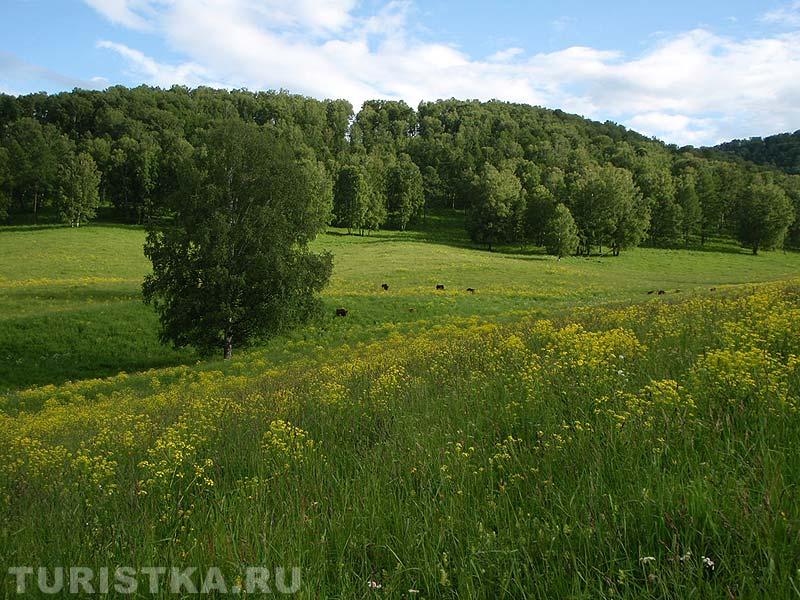 Зубры
