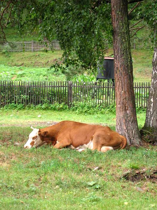 Коровы в Аскате
