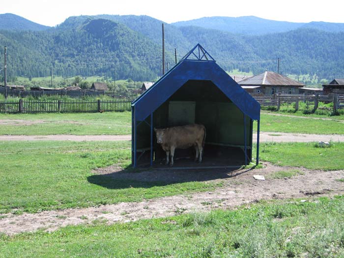 Коровы в Аскате